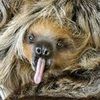 smolsloth